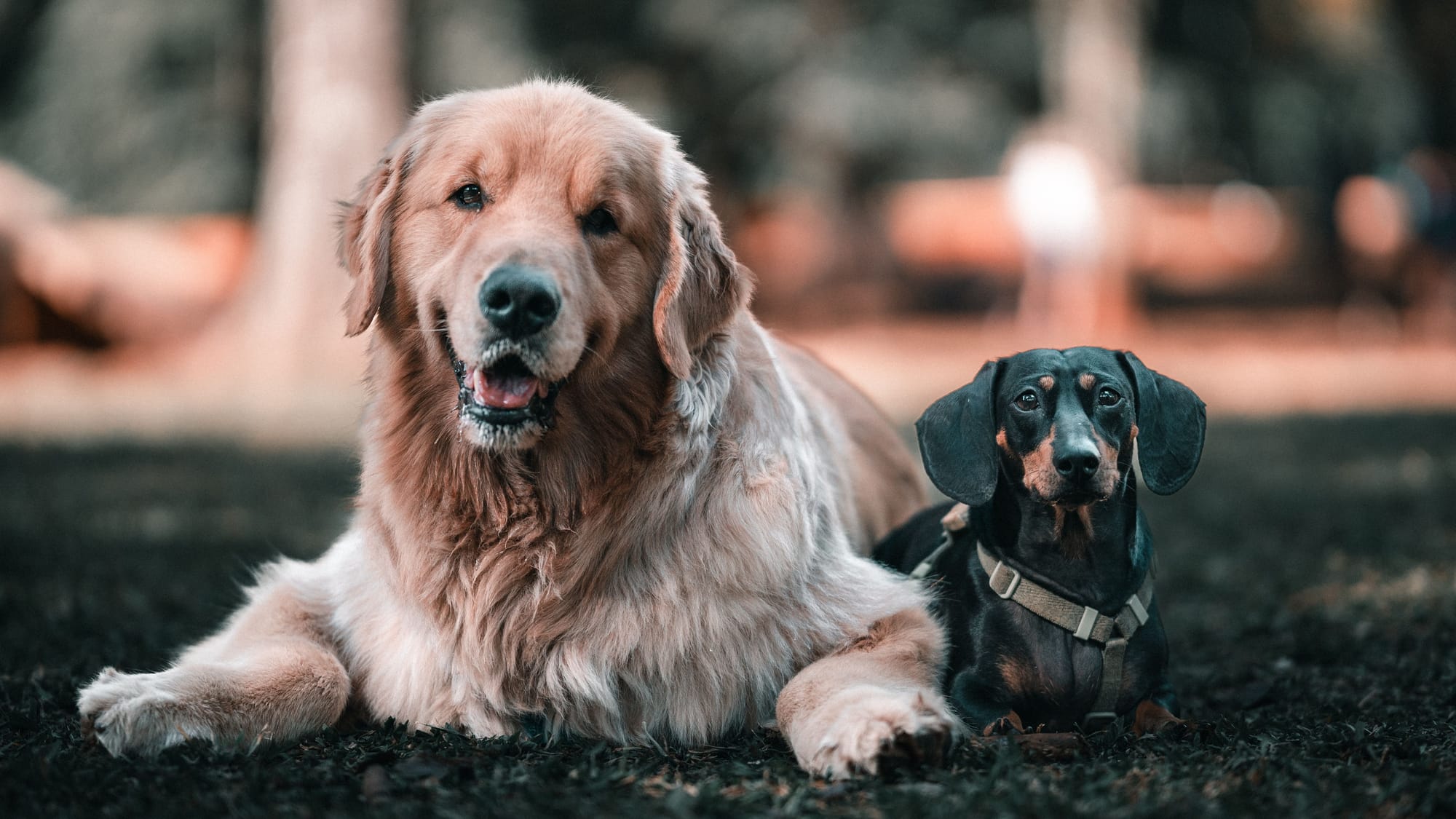 Pets on Divorce and Separation: Why the Consultation Matters